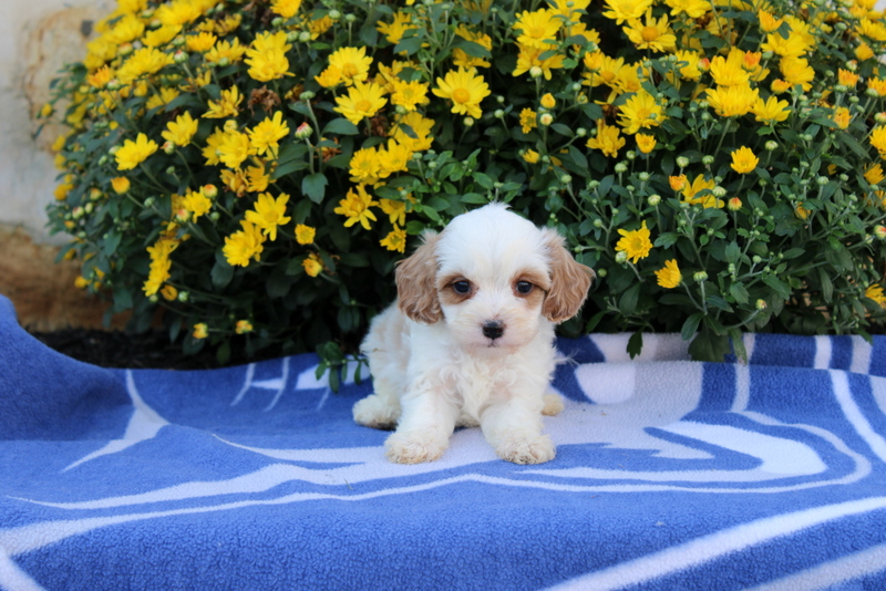 puppy, for, sale, Cavapoo, Matthew B. Stoltzfus, dog, breeder, Gap, PA, dog-breeder, puppy-for-sale, forsale, nearby, find, puppyfind, locator, puppylocator, aca